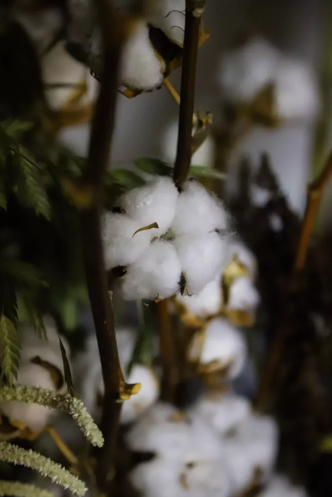 fleur de coton