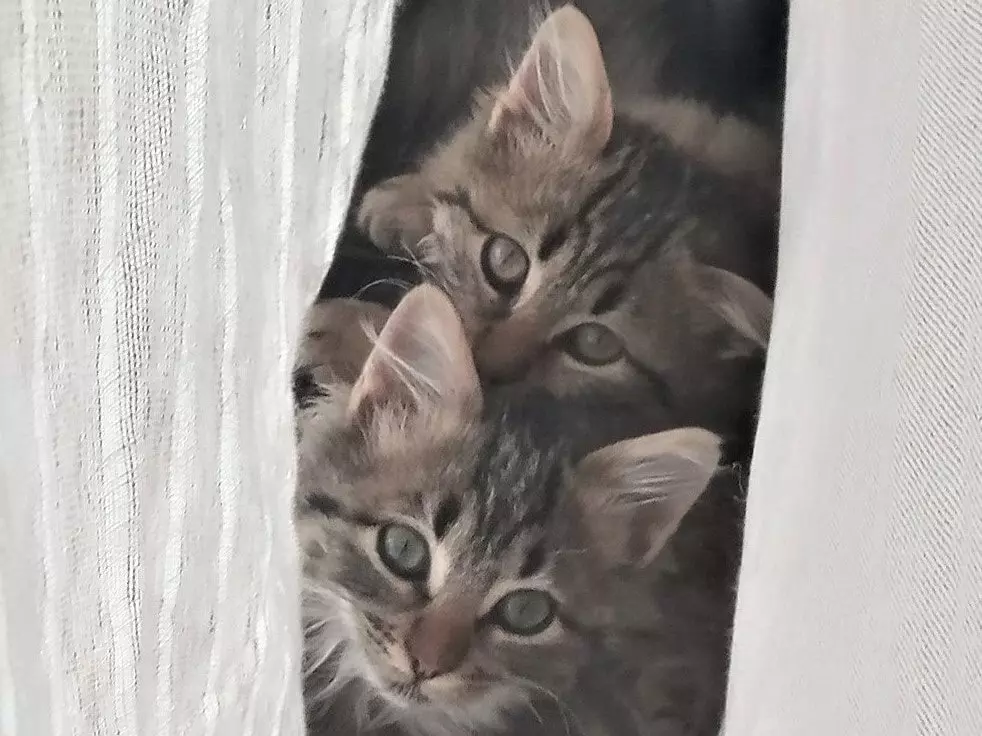 notre petite famille de chats