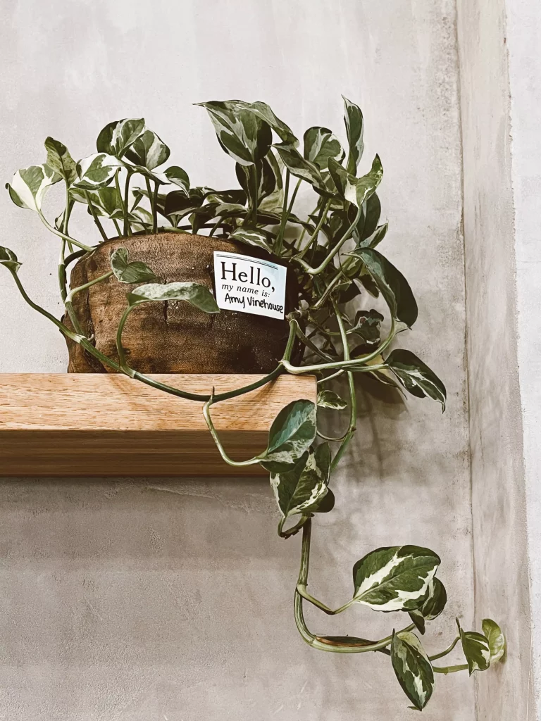 plante sur une étagère