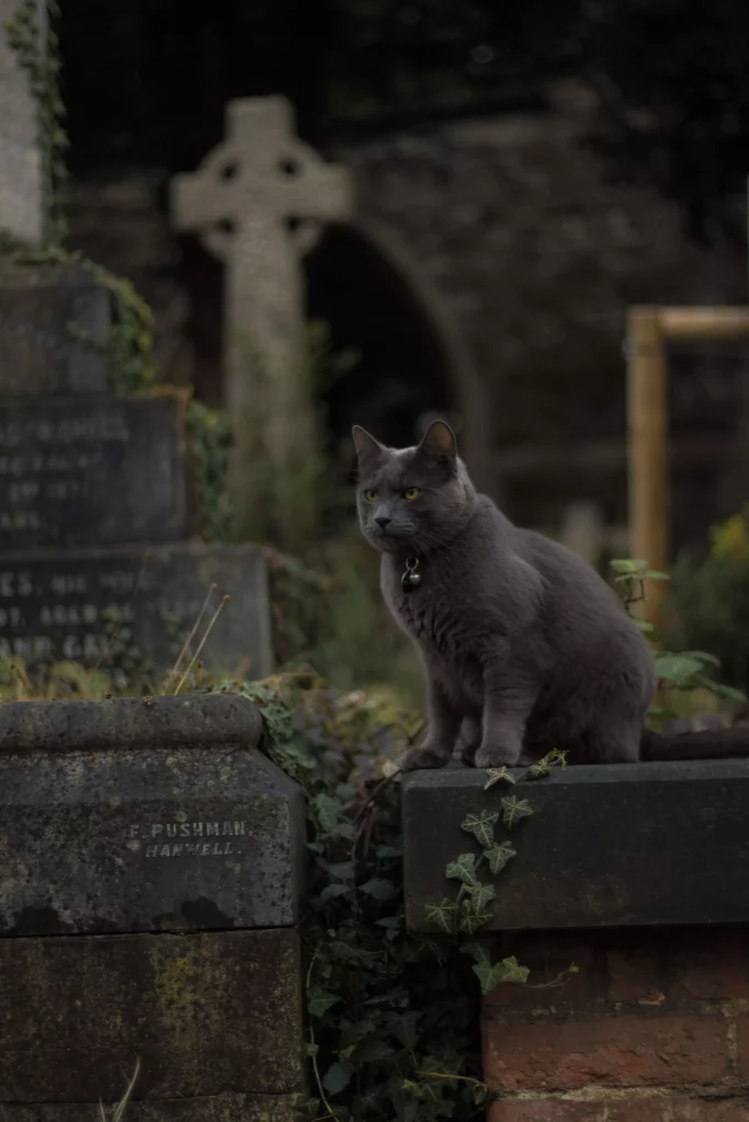 Chat noir dans un cimetière