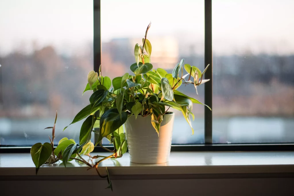Plante verte sur le rebord d'une fenêtre